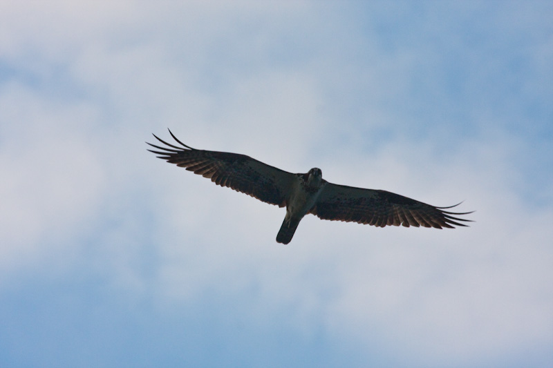 Osprey In Flight